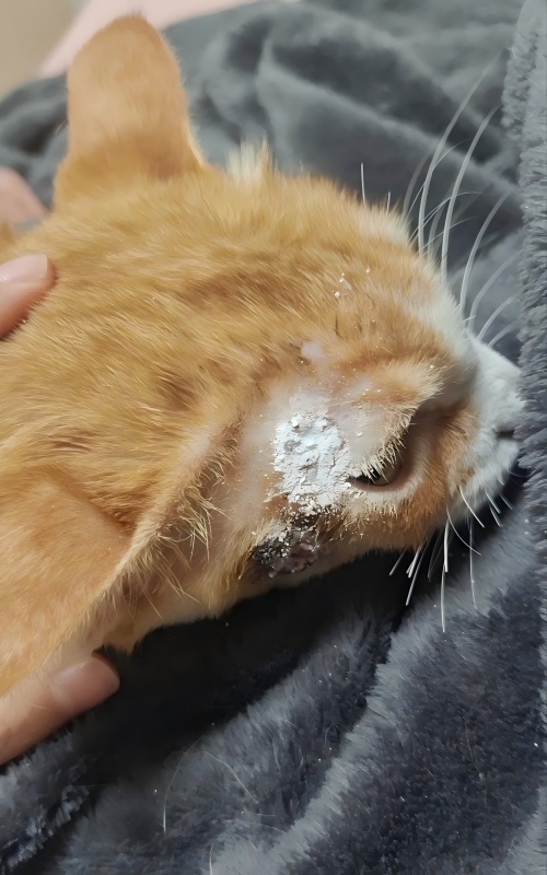 Vetmedix esetmegosztás 丨A nagy energiájú lézerterápia alkalmazási esete a bőrfekélyek kezelésében