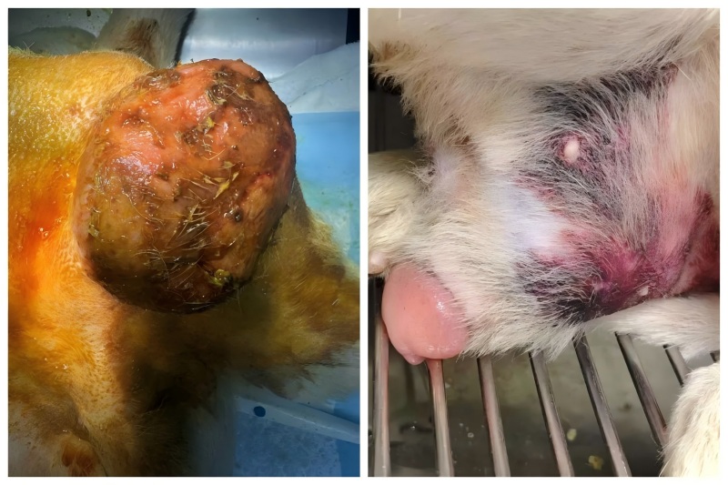 Vetmedix esetmegosztás 丨A nagy energiájú lézerterápia alkalmazása a prosztata megnagyobbodás kezelésében