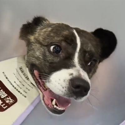 Vetmedix esetjelentés 丨Az állatorvosi lézerterápia alkalmazása kutyabeteg akut ideggyulladásának kezelésében