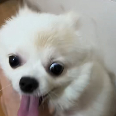 Vetmedix esetmegosztás 丨A nagy energiájú lézer alkalmazási esete kutya ótvar kezelésében