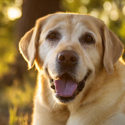 VetMedix esetmegosztás 丨A nagy energiájú lézerterápia alkalmazási esete posztoperatív, nem gyógyuló perianális daganatok kezelésében